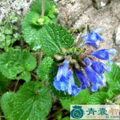 中药材岩青图片