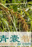中药材岩高粱图片