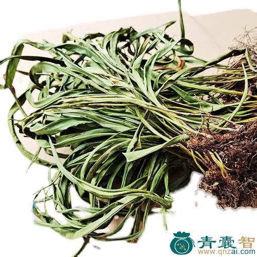 岩鸡尾的性状性味归经以及功效用法-青囊智