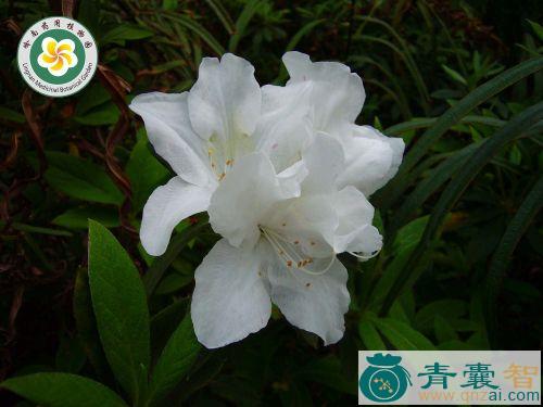 中药材岭南杜鹃图片