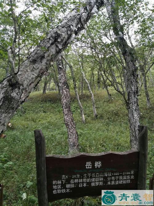中药材岳桦图片