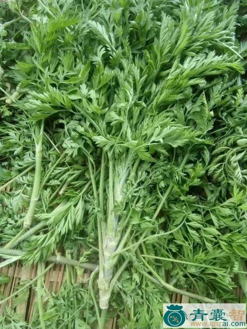 峨参的性状性味归经以及功效用法和注意事项-青囊智