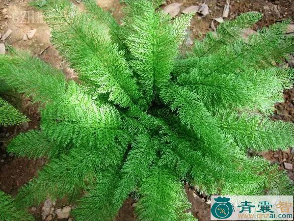 中药材峨嵋耳蕨图片