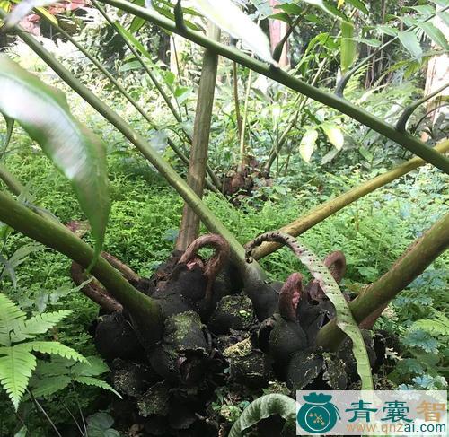 峨眉观音座莲的性味归经以及功效用法-青囊智
