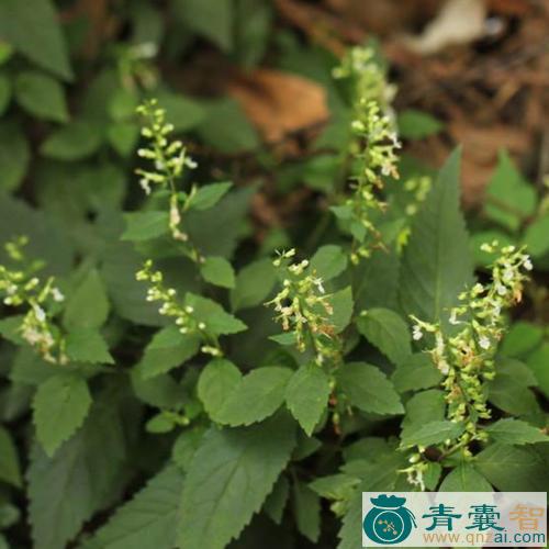 中药材峨眉香科图片