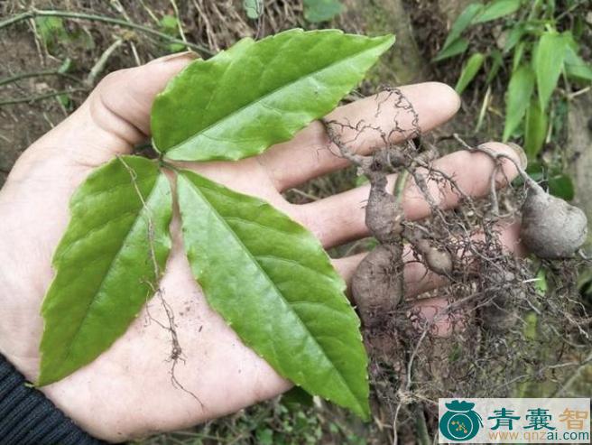 崖儿藤的性状性味归经以及功效用法-青囊智