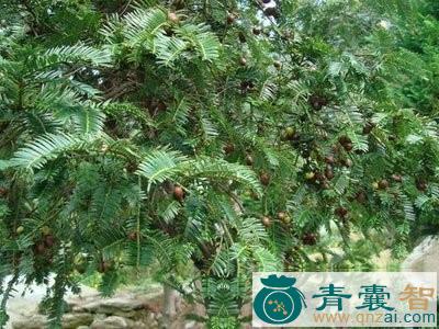 中药材崖头杉图片