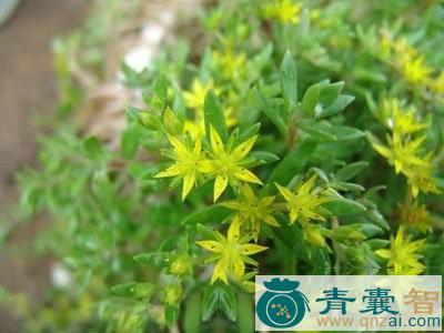 中药材崖松图片