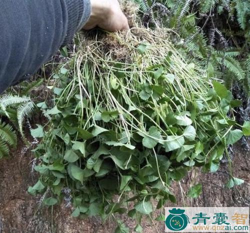 中药材崩口碗图片