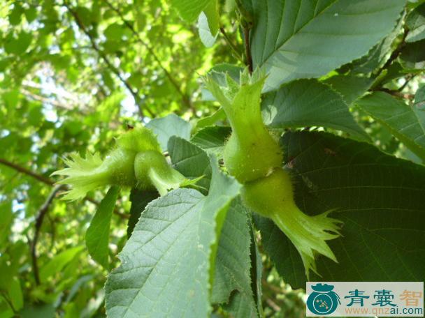中药材川榛图片
