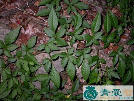 中药材川筋龙图片