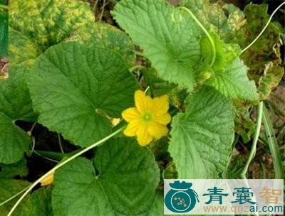 川肠草的-青囊智