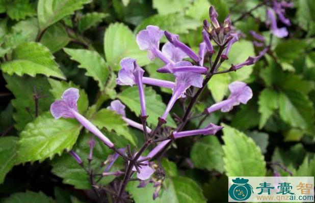 中药材川藏香茶菜图片