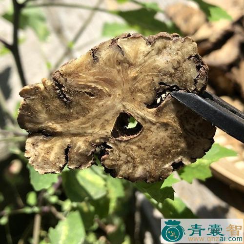 中药材川谷根图片