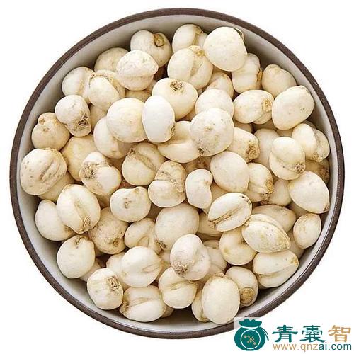 中药材川贝图片