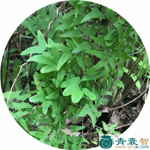 中药材左爬藤图片