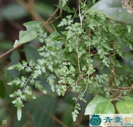 中药材左边藤图片