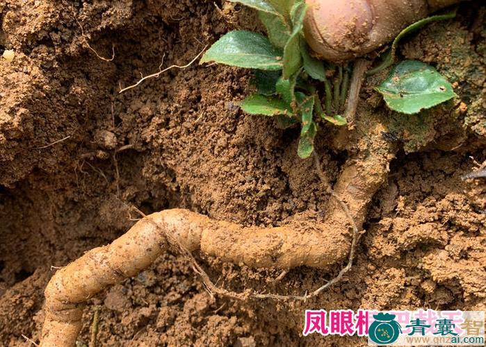 中药材巴子根图片