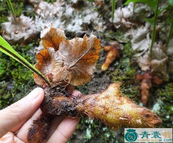 中药材巴岩姜图片