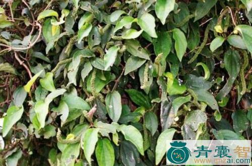 中药材巴岩香图片