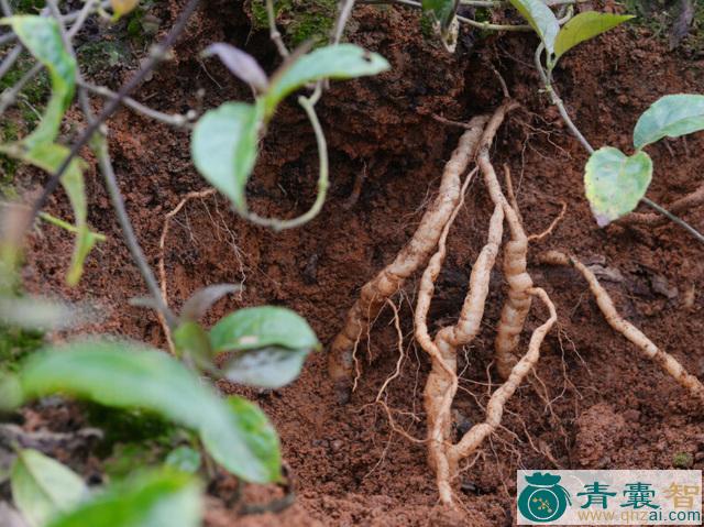 中药材巴掌草图片