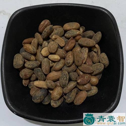 中药材巴米图片