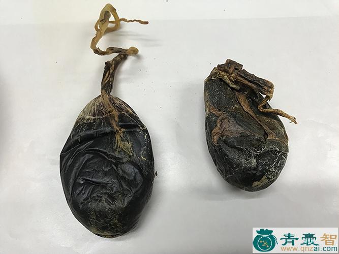 中药材巾熊胆图片