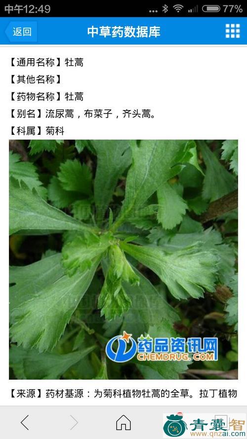 布菜的性状性味归经以及功效用法和注意事项-青囊智