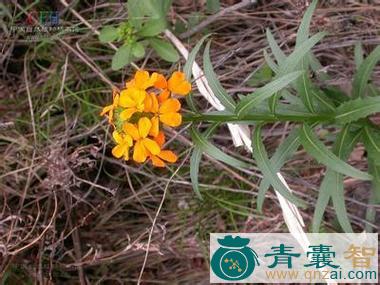中药材希和日-赫其图片