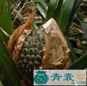 中药材帕梯果图片