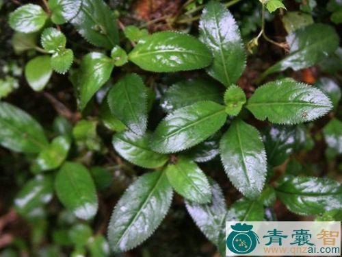 中药材帘子藤图片