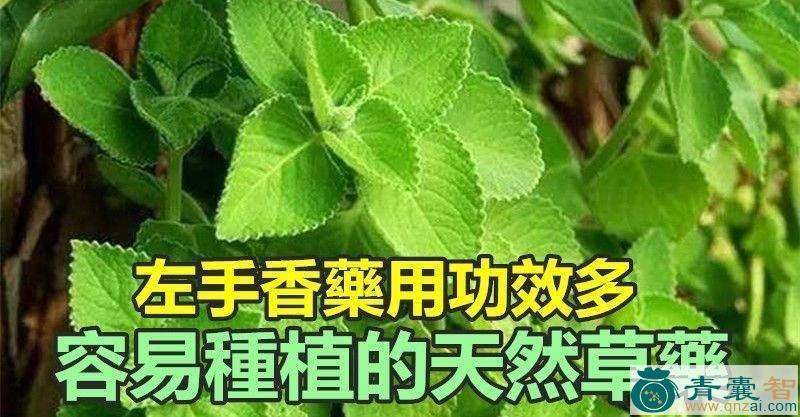 中药材带手香图片