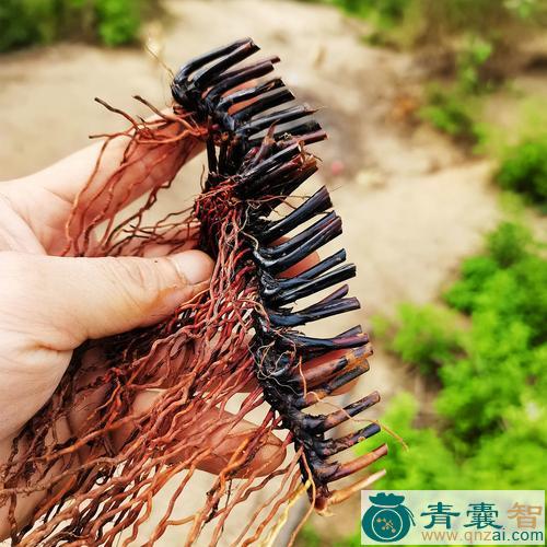 席草仔的性味归经以及功效用法-青囊智