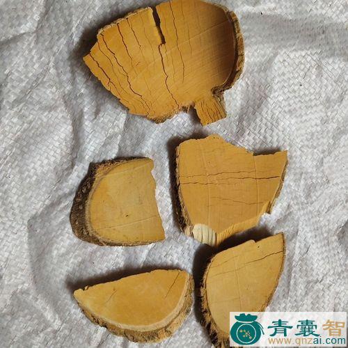 中药材常子图片