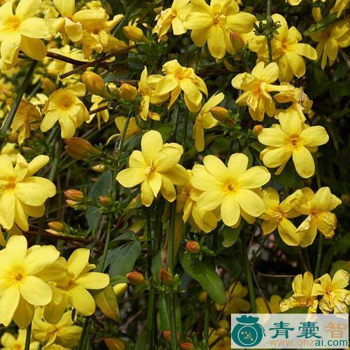 中药材常春小黄馨图片