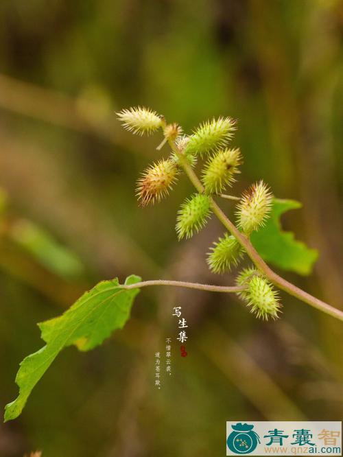 常枲的性味归经以及功效用法和注意事项-青囊智