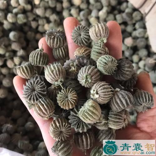 中药材帽子盾图片