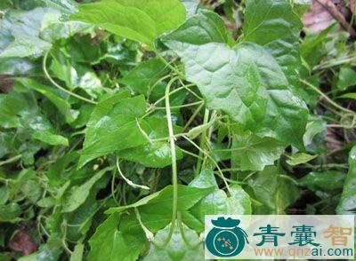 中药材帽子花图片