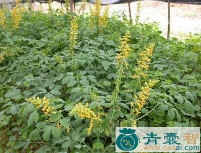 中药材干岩矸图片