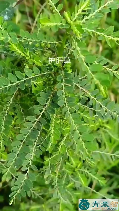 干经草的性味归经以及功效用法-青囊智