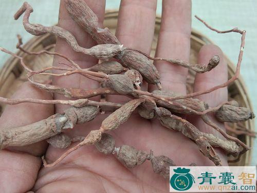 干鸡筋的性状性味归经以及功效用法和注意事项-青囊智
