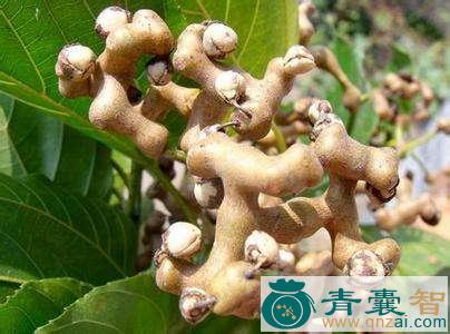 中药材平头狸图片