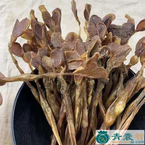 幸狐的性味归经以及功效用法和注意事项-青囊智