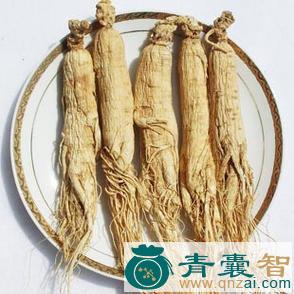 中药材广东人参图片