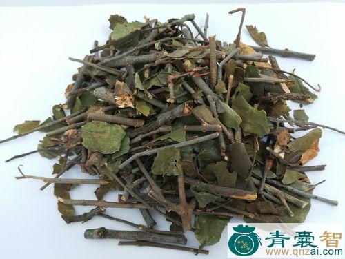 中药材广寄生图片