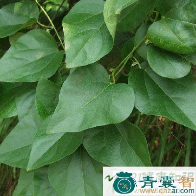 广藤的性状性味归经以及功效用法-青囊智
