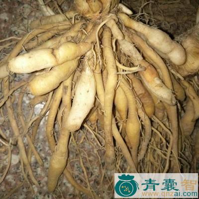 中药材广西花点草根图片
