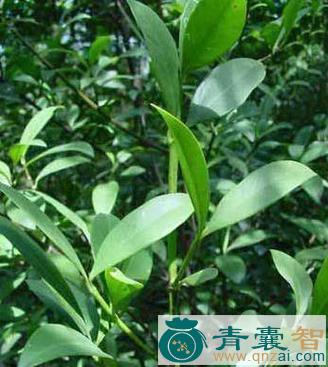 中药材广西长叶山竹子图片