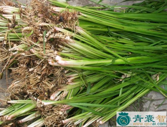 中药材广马草图片