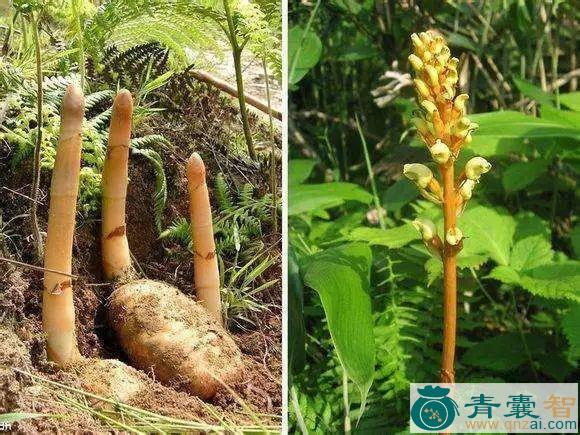中药材底绿通经图片